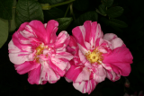 Rosa gallica 'Versicolor' RCP6-2015 (153).JPG